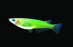 glowfishe